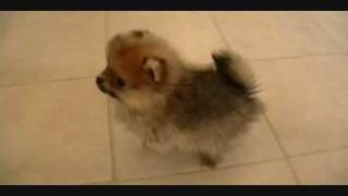 Pomeranian Puppieswmv [upl. by Yrallam]