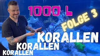 1000 L Shallow Mixed Reef Beckenstart  Folge 3 [upl. by Bakeman]