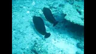 Surgeonfish at cleaning station shows colour change [upl. by Drona]