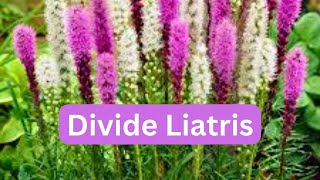 How To Divide Liatris Blazing Star Gayfeather [upl. by Ha]