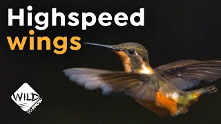 Hummingbirds in SlowMotion  HighSpeed Wings  Wild to Know [upl. by Laekcim447]