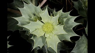 Eryngium maritimum Martorn [upl. by Wooldridge]