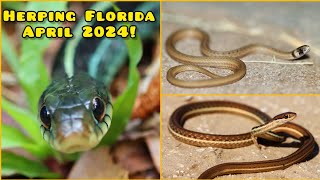 Garters Racers Rattlesnakes and More Herping Florida April 2024 [upl. by Pfeifer]