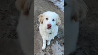 This is Samson our Karakachan livestock guardian dog It’s been fun to see his personality develop [upl. by Byrann]