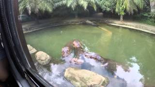 Safari Park Tour In 4k At Bali Safari An Marine Park [upl. by Atalanti121]