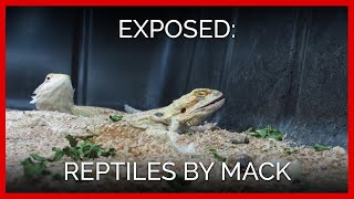 A Longer Look Inside Reptiles by Mack [upl. by Timi]