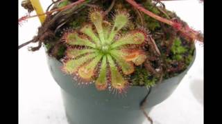 Drosera spatulata timelapse [upl. by Hiroshi680]