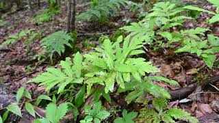 Onoclea sensibilis Sensitive Fern [upl. by Katine]