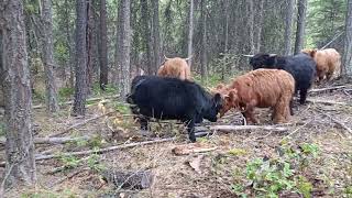 Scottish highland cattle [upl. by Eeroc]