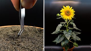 Growing Sunflower Time Lapse  Seed To Flower In 83 Days [upl. by Ikram]