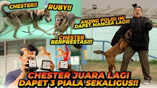 CHESTER JUARA  DAPET 3 PIALA MELAWAN 60 EKOR ANJING  TEAM ALSHAD ADA YANG KENA G1G1T ANJING GALAK [upl. by Nalon140]