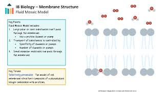 Membrane Structure IB Biology SLHL [upl. by Ame]