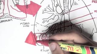 Respiratory System  Overview [upl. by Ydderf]