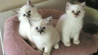 Birman Cat and Kittens  History of the Burmese Historical Breed [upl. by Aitnahs]