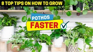 8 Top Tips on How to Grow Pothos Faster [upl. by Aynik]