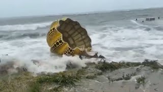 Yayoi Kusamas Pumpkin swept away by a typhoon in Japan [upl. by Crysta734]