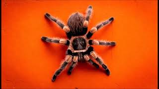 Art Tarantulas with Music [upl. by Remot]