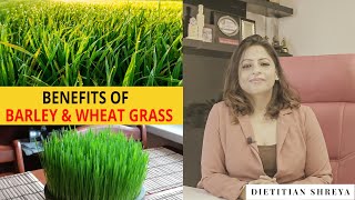 Benefits Of Wheat  Barley Grass Dietitian Shreya [upl. by Arvad]