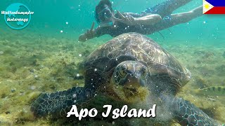 Apo Island ∙ Im Paradies mit Riesenschildkröten und Seeschlangen ∙ Philippinen ∙ Weltreise Vlog 95 [upl. by Okir]