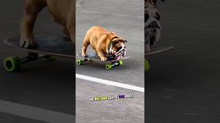 Skateboarding Sensation Watch This Amazing BullDog Master the Board 🐕🛹✨dog doglover pets [upl. by Aramen]