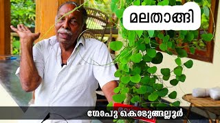 മലതാങ്ങി ചെടിയുടെ പുരാതന കഥകൾ പങ്കുവെച്ച് ഗോപു കൊടുങ്ങല്ലൂർCissampelos pareiraEpisode33 [upl. by Fording]