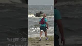 🫎🏊‍♀️ Elch schwimmt nach Usedom shorts tiere ostsee [upl. by Kryska]