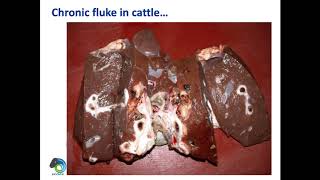 Looking at the impact of liver fluke surveillance detection methods and treatment [upl. by Domel]