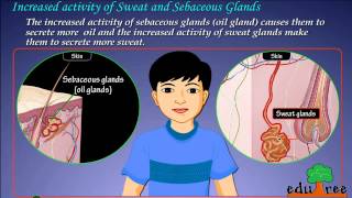 Sweat and sebaceous glands by edutree HD [upl. by Harifaz]