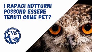 I Rapaci notturni possono essere tenuti come Pet [upl. by Karola]