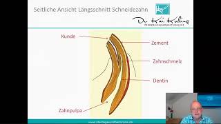 Zahnwechsel der Schneidezähne  Altersbestimmung beim Pferd [upl. by Hayse]