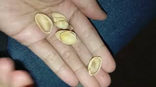 roasted salted pistachios in shell shorts shortvideo youtube youtubeshorts 1 [upl. by Reinhardt]