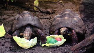 Red Footed Tortoise Enrichment [upl. by Lepine588]