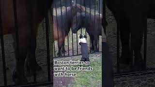 Boston terrier friends with horses for life bostonterrier horse love life cute viral [upl. by Ailecnarf482]