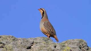 Kınalı keklik  Chukar Partridge Alectoris chukar [upl. by Valeria]