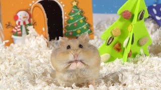 Day 2 O Christmas Tree  Cute Hamsters 12 Days of Christmas [upl. by Tiffa231]