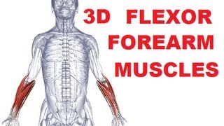 Forearm Muscles Anatomy  Anterior Compartment Flexors Part 1 [upl. by Carder]