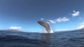 Humpback Breach from Underwater [upl. by Matilde584]