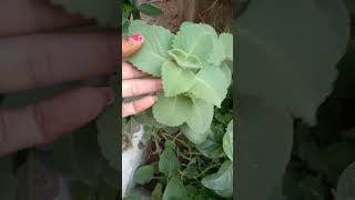 Ajwain plant ☘️gardening plantstatusshortstrendingviral video [upl. by Giacinta]