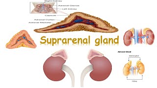 histology of adrenal cortex [upl. by Laryssa404]