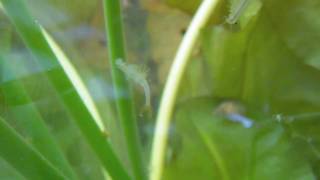 （HD）ホウネンエビ（Fairy shrimp） [upl. by Keen]