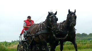 journée porte ouverte élevage de percheron 10 juillet [upl. by Irtemed]