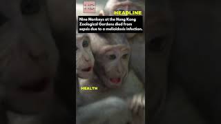 Hong Kong Zoo Melioidosis Outbreak shorts hongkong headlines [upl. by Egrog]