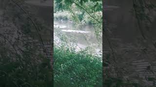 Canada Humber River 🦢🇨🇦 shorts trendingshorts [upl. by Mat]