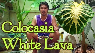 วิธีปลูกโคโลคาเซียไวท์ลาวา Colocasia White Lava  หลงไม้ใบ EP15 [upl. by Eellah37]