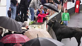 Touros Ganadarias ERRBJAFMR  Raminho 2023  Ilha Terceira  Açores [upl. by Peonir155]