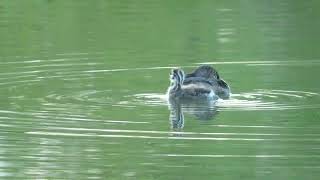 Piedbilled Grebe with sole surviving young [upl. by Ofloda734]