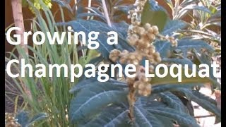 Growing a Loquat in the Phoenix Area [upl. by Eelanna52]