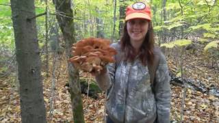 Wild mushrooms of October [upl. by Sophi841]