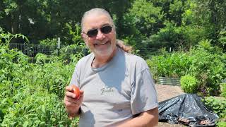 Indigo Rose Tomatoes and Les Japanese Sweet Tomatoes  8K Video [upl. by Christel]