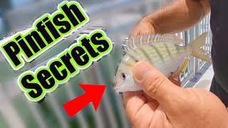 How To Catch Pinfish The Easy Way No Trap Or Net Needed Rigs and Where To Find Pinfish For Bait [upl. by Ahsakat]